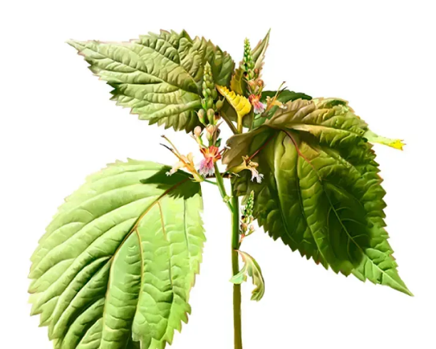 Collinsonia StoneRootAlcohol-FREE/ Коллинсония каменная экстракт корня без спирта Hawaii Pharm/2