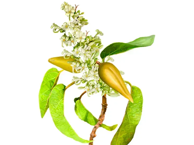 Gymnema Alcohol-FREE / Джимнема органик без спирта Hawaii Pharm/1