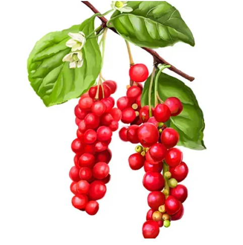 Schisandra Organic Alcohol-FREE / Органічний лимонник китайський без спирту Hawaii Pharm/2