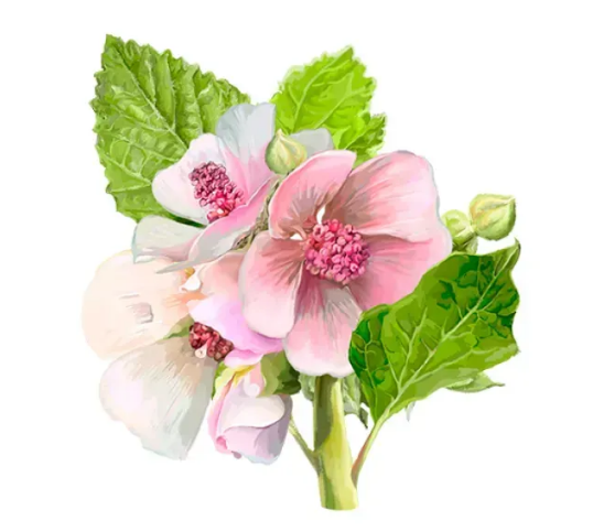 Marshmallow Alcohol-FREE / Алтея лікарська гліцерит кореня без спирту Hawaii Pharm/2