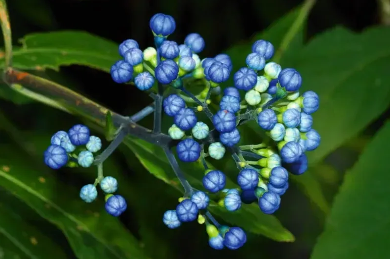 Chang Shan Alcohol-FREE / Чан Шань без спирту Hawaii Pharm/2