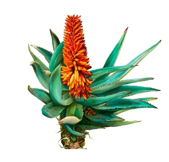 Aloe Ferox Alcohol-FREE / Алое Ферокс жидкий без спирта Hawaii Pharm/2