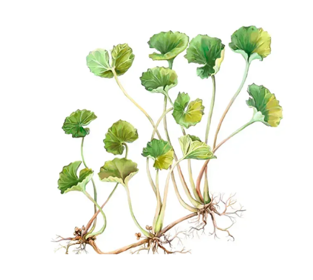 Gotu Kola Alcohol-FREE / Готу Кола без спирту органічна Hawaii Pharm/2