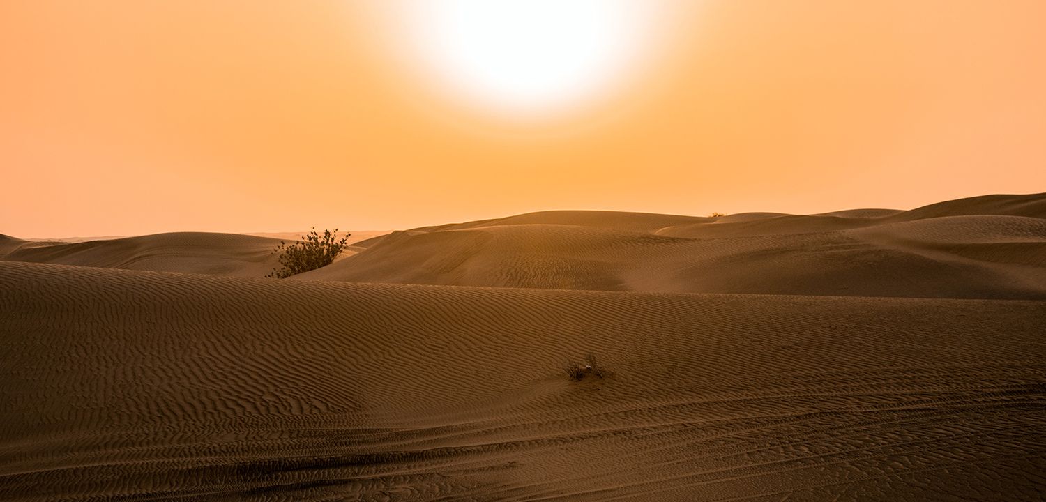 Как не стать Сахарой: как бороться с опустыниванием планеты