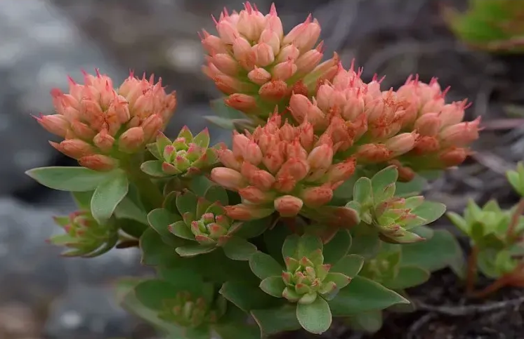 Rhodiola Rosea Organic Alcohol-FREE / Родиола розовая органик без спирта Hawaii Pharm/2