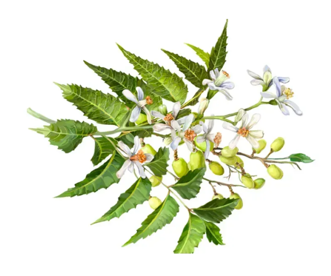 Neem (Azadirachta indica) Alcohol-FREE / Ним органик без спирта Hawaii Pharm/1