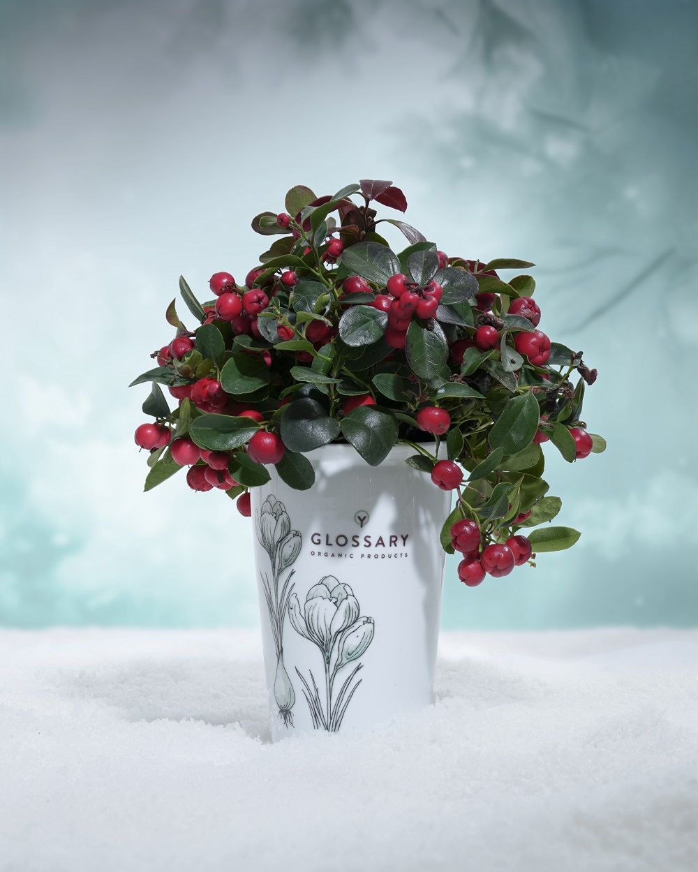 Фарфоровая чашка Glossary с гаултерией/1