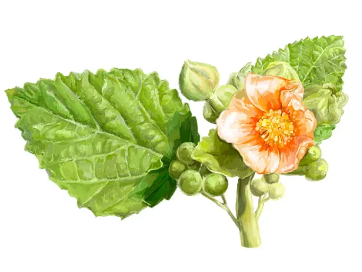 Astragalus Alcohol-FREE / Астрагал экстракт без спирта Hawaii Pharm/2