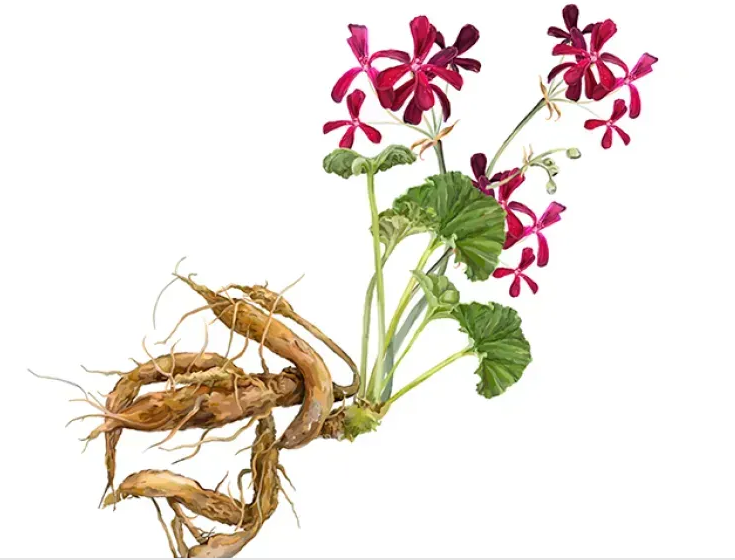 Umckaloabo Alcohol-FREE/ Умкалоабо без спирта Hawaii Pharm /2