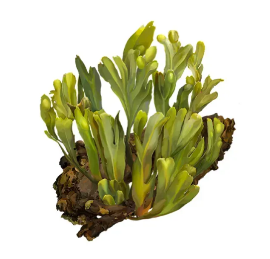 Bladderwrack Alcohol-FREE / Фукус пухирчастий без спирту Hawaii Pharm/1