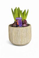 Гиацинт Кловський сад,  магазин Glossary 