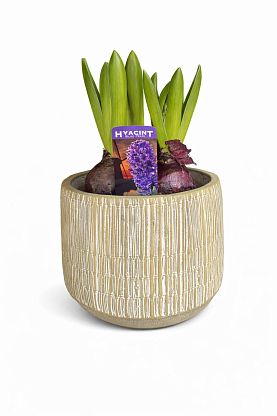 Гиацинт Кловський сад,  магазин Glossary 