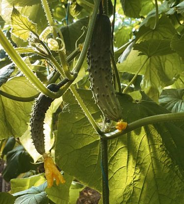 Огурцы органические Organic Terra,  магазин Glossary 