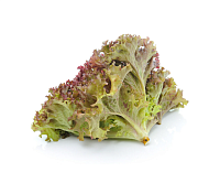 Салат Лолло Росса органический, СвітОвоч магазин Glossary 