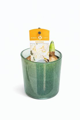 Нарцисс Кловський сад,  магазин Glossary 