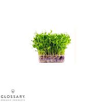 Набор для самостоятельного выращивания микрогрин (на 10 лотков) Карашинське подвір'я, магазин Glossary 