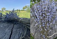 Лаванда ОСЬО-органик,  магазин Glossary 