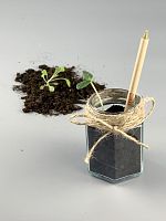 Стеклянный горшок для посадки Brinjal,  магазин Glossary 