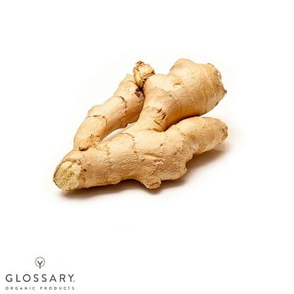 Корень имбиря органический Ginger bio Ginger , магазин Glossary 