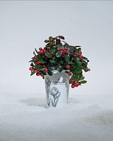 Фарфоровая чашка Glossary с гаултерией магазин Glossary 