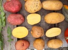 Картофель для посадки 3 сортов органический ОСЬО-органик,  магазин Glossary 