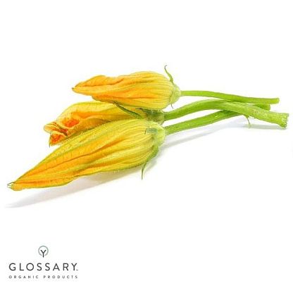 Цветы цукини органические ОСЬО-органик,  магазин Glossary 