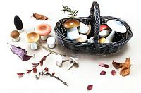Forest Mushrooms Basket Moon Picnic,  магазин Glossary 