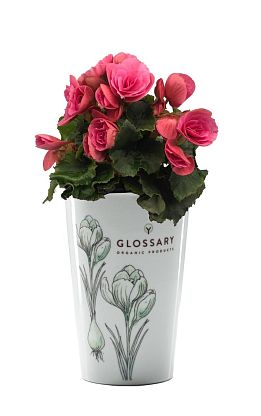 Фарфоровая чашка Glossary с бегонией магазин Glossary 